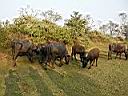 Chitwan Jungle Safari 35.JPG